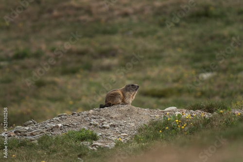 Alpine marmot in Italian Dolomites. Marmot having a rest near the burrow. European wildlife.