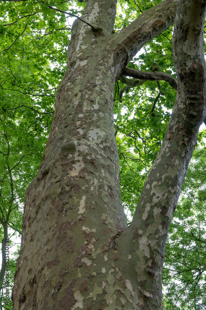 the bark of the london plane tree olive green to grey with large scaly plates the bark of the london plane tree olive green to grey with large scaly plates