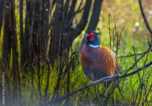 Male common pheasant (Phasianus colchicus) in spring morning light