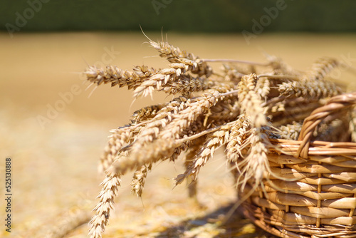 golden spike of wheat in the backet. close-up of an ripe ear of wheat , a field of wheat on a summer day. photo