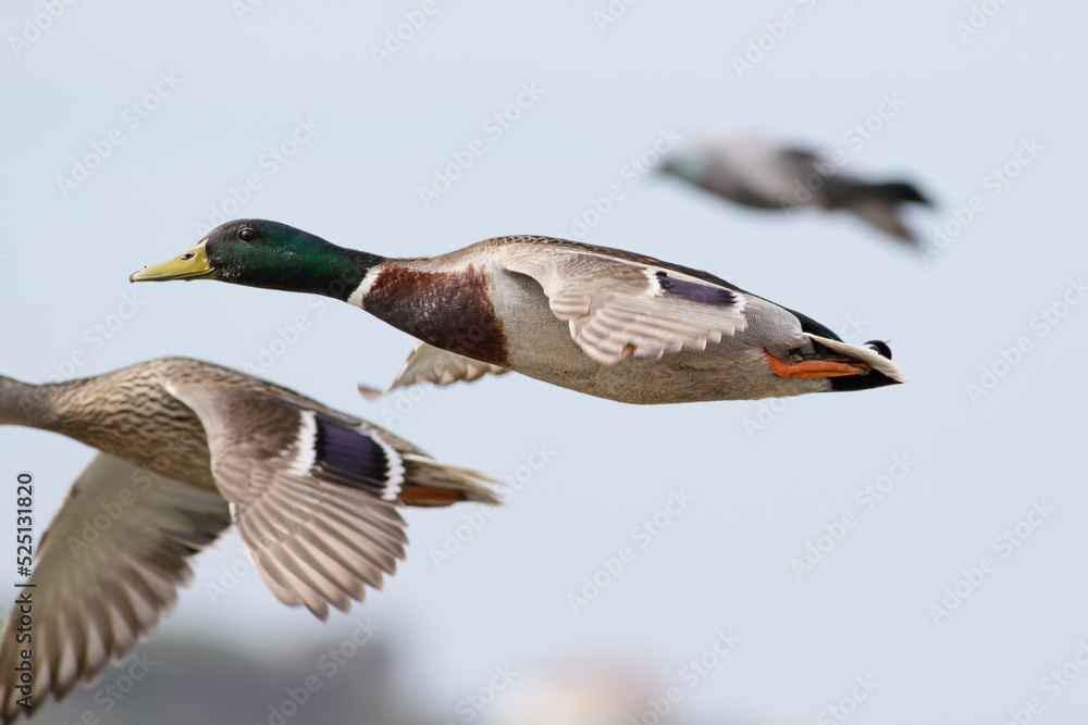 Wild duck in flight Wild duck in flight