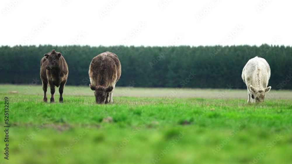 organic, regenerative, sustainable agriculture farm producing stud wagyu beef cows. organic, regenerative, sustainable agriculture farm producing stud wagyu beef cows.