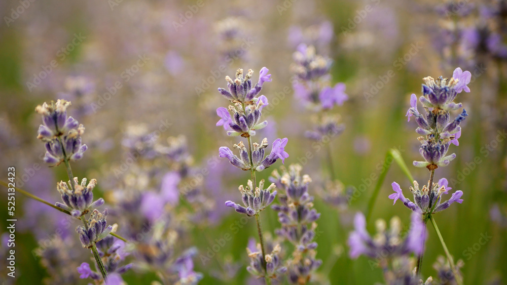 Lavender Lavandula angustifolia growing purple true English flower flowering plants herbal narrow-leaved lavender common garden field growth beautiful blooming blossom planting day closeup, Europe Lavender Lavandula angustifolia growing purple true English flower flowering plants herbal narrow-leaved lavender common garden field growth beautiful blooming blossom planting day closeup, Europe