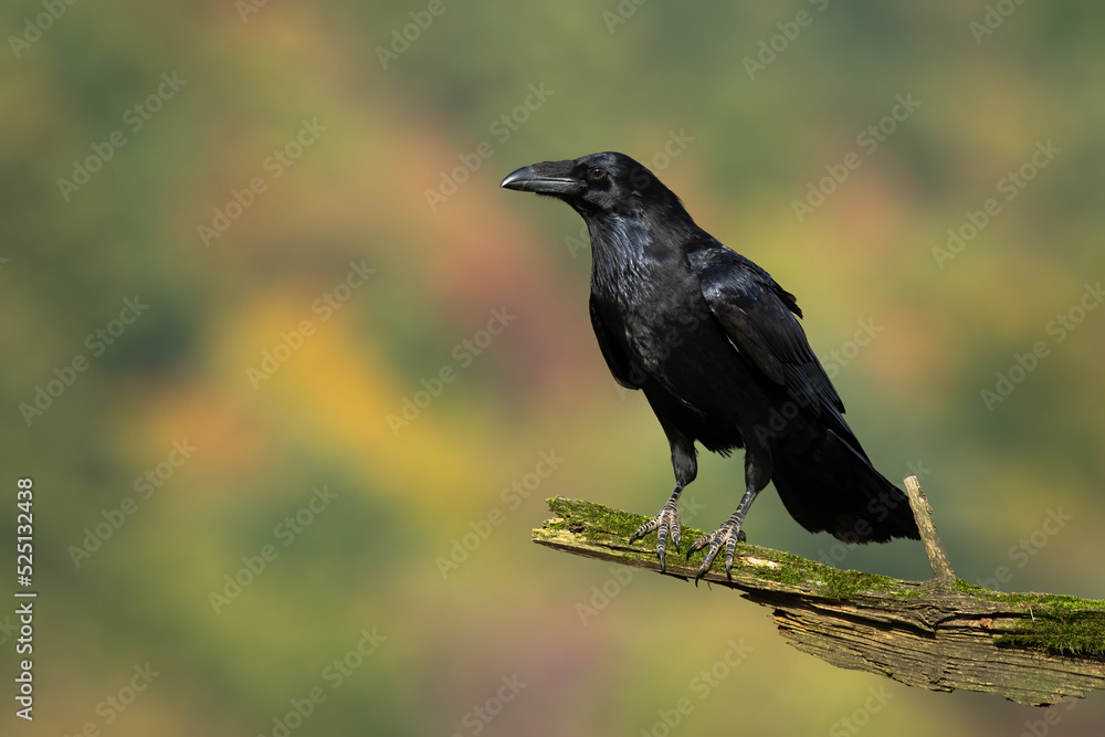 Common raven, corvus corax, looking on bough in autumn with copy space. Dark bird sitting on branch in fall. Black animal with beak resting on wood from side. Common raven, corvus corax, looking on bough in autumn with copy space. Dark bird sitting on branch in fall. Black animal with beak resting on wood from side.