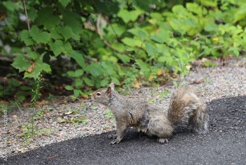 Little squirrel in Major's Hill Park, Ottawa