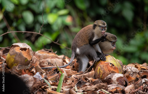 A mona monkey playing in a tropical rainforest in Nigeria © Mujib