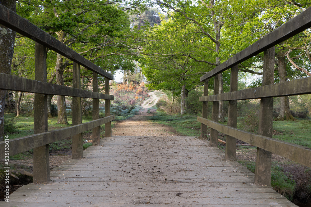 A wooden bridge over a small river, Ober Water, near Puttles Bridge in the New Forest Hampshire Uk. A forest track goes up hill into the distance.