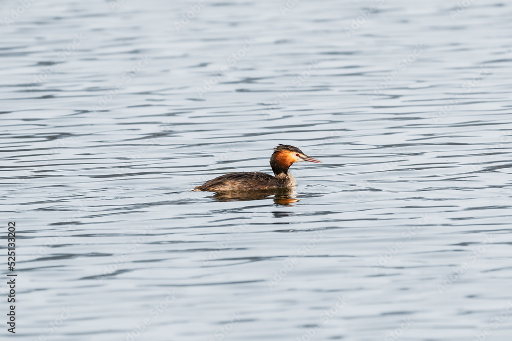 Great crested grebe - Podiceps cristatus - A medium-sized water bird swims in the calm water of the lake on a summer day. Great crested grebe - Podiceps cristatus - A medium-sized water bird swims in the calm water of the lake on a summer day.