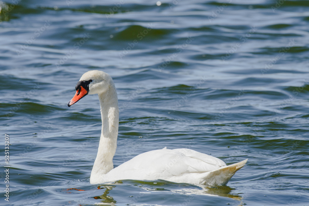 Mute swan - Cygnus olor - a large water bird with white plumage and orange beak and a long neck, the bird swims on the lake. Mute swan - Cygnus olor - a large water bird with white plumage and orange beak and a long neck, the bird swims on the lake.