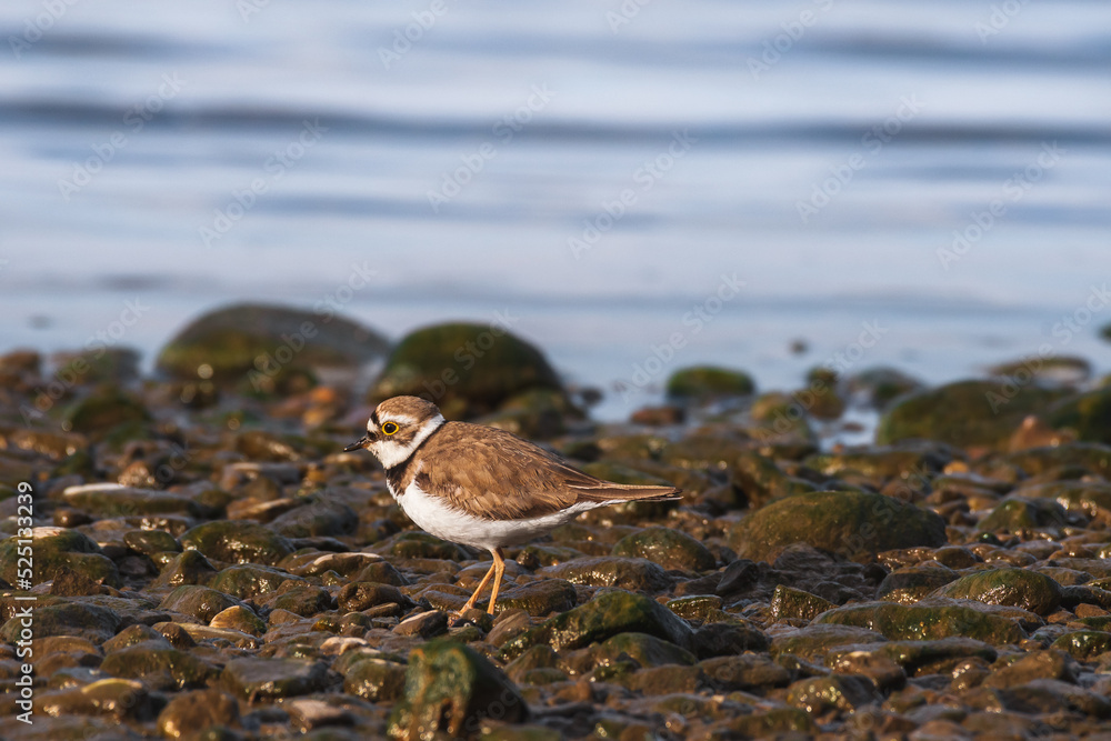 Little ringed plover - Charadrius dubius - a small bird with brown wings and a white belly, stands by the water on the rocky shore of a lake, a sunny summer day.