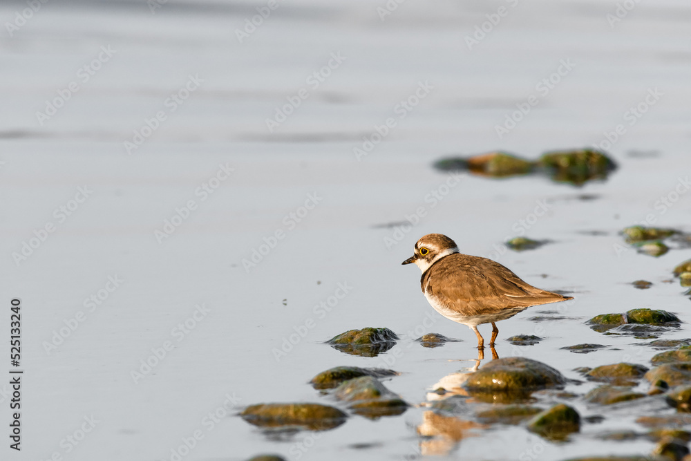 Little ringed plover - Charadrius dubius - a small bird with brown wings and a white belly, stands by the water on the rocky shore of a lake, a sunny summer day. Little ringed plover - Charadrius dubius - a small bird with brown wings and a white belly, stands by the water on the rocky shore of a lake, a sunny summer day.