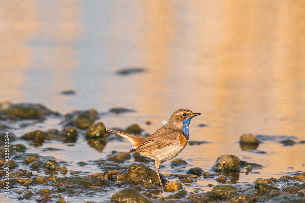 Bluethroat - Luscinia svecica - a small migratory male bird in a colorful mating robe, stands on the rocky shore of a lake on a summer day. Bluethroat - Luscinia svecica - a small migratory male bird in a colorful mating robe, stands on the rocky shore of a lake on a summer day.