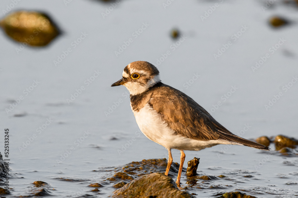 Little ringed plover - Charadrius dubius - a small bird with brown wings and a white belly, stands by the water on the rocky shore of a lake, a sunny summer day. Little ringed plover - Charadrius dubius - a small bird with brown wings and a white belly, stands by the water on the rocky shore of a lake, a sunny summer day.