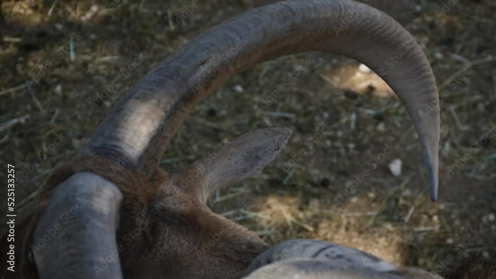 Barbary sheep (Ammotragus lervia) males are having a duel in captivity, close-up Barbary sheep (Ammotragus lervia) males are having a duel in captivity, close-up