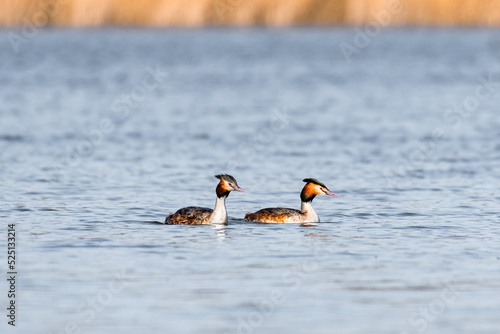 Great crested grebe - Podiceps cristatus - Medium-sized waterfowl, a pair of birds swims on the lake on a summer day.