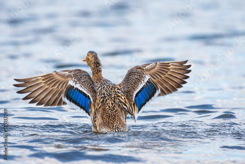 Mallard - Anas platyrhynchos - a medium-sized water bird from the duck family, the female flaps her wings to dry them from the water, characteristic blue feathers on the wings. photo