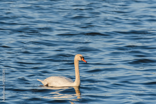 Mute swan - Cygnus olor - a large water bird with a long neck, white plumage and an orange beak swims through the calm water of the lake on a sunny summer day.