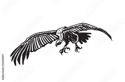 Vector vulture on white isolated,graphical drawing. Wild bird,hunter