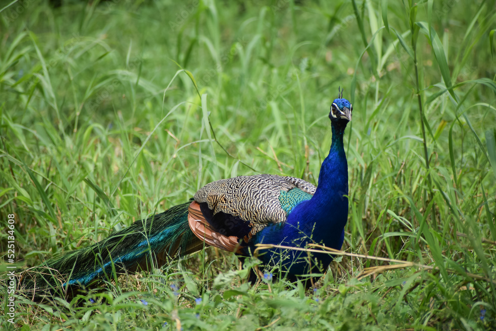Indian peacock standing on grass filed Indian peacock standing on grass filed