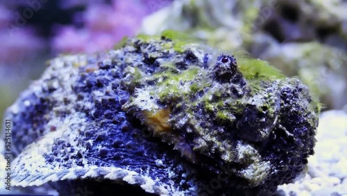 Reef stonefish (Synanceia verrucosa) photo