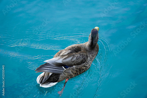 Ave nadando en lago azul