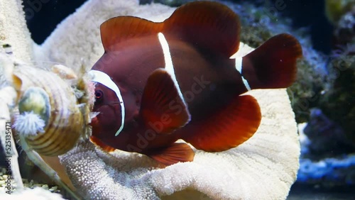 A spine-cheeked anemonefish (Premnas biaculeatus) protecting its territory from an anemone hermit crab (Dardanus pedunculatus)