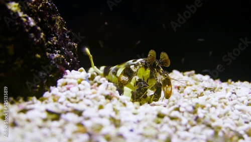 Zebra mantis shrimp (Lysiosquillina maculata) hiding photo