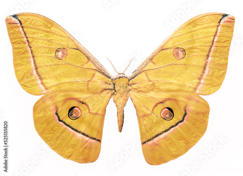 Antheraea helferi borneensis (female).
Butterfly. Entomology In White Background photo