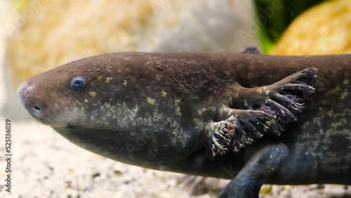 Greater siren (Siren lacertina) portrait, a strange type of eel-like amphibian with lungs, external gills and no hind legs photo