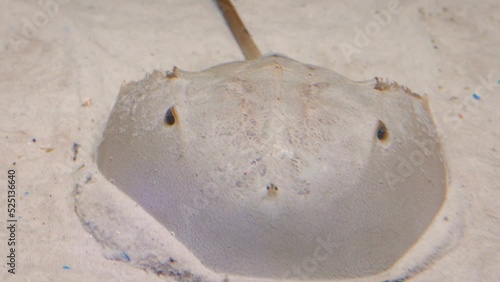 Atlantic horseshoe crab (Limulus polyphemus) moving through sand, close-up