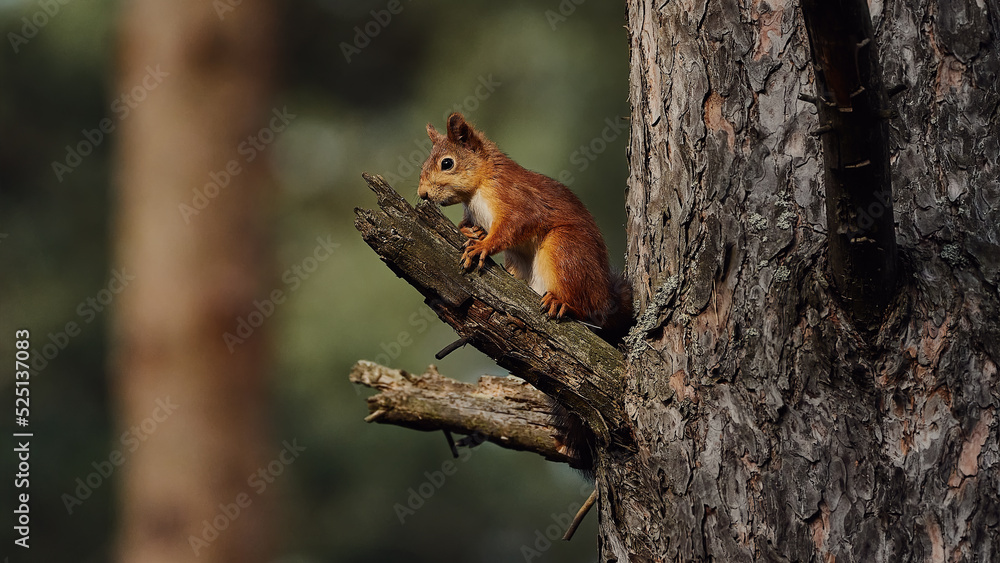 Portrait of a small red forest squirrel on a tree branch. Portrait of a small red forest squirrel on a tree branch.