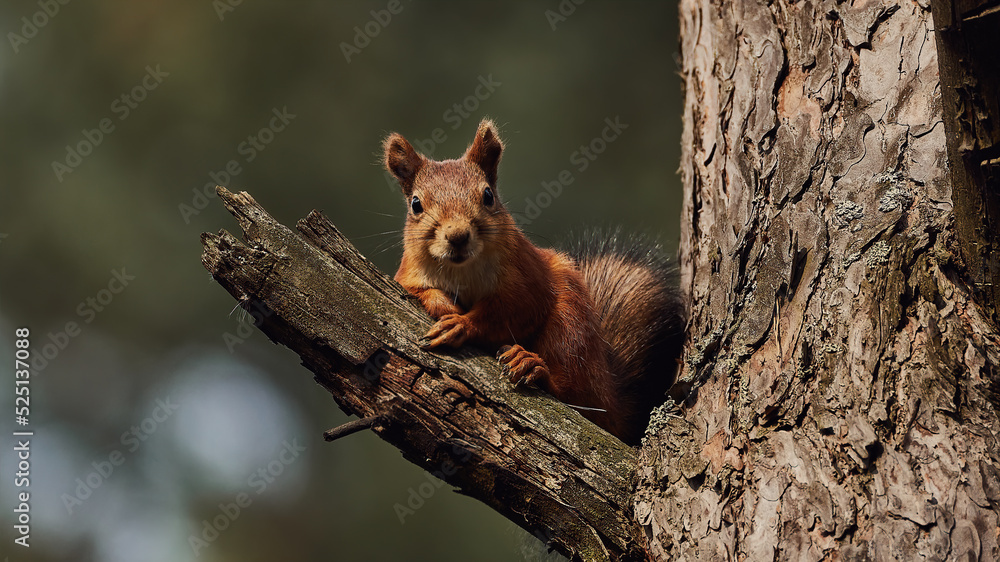 Obraz premium Portrait of a small red forest squirrel on a tree branch.