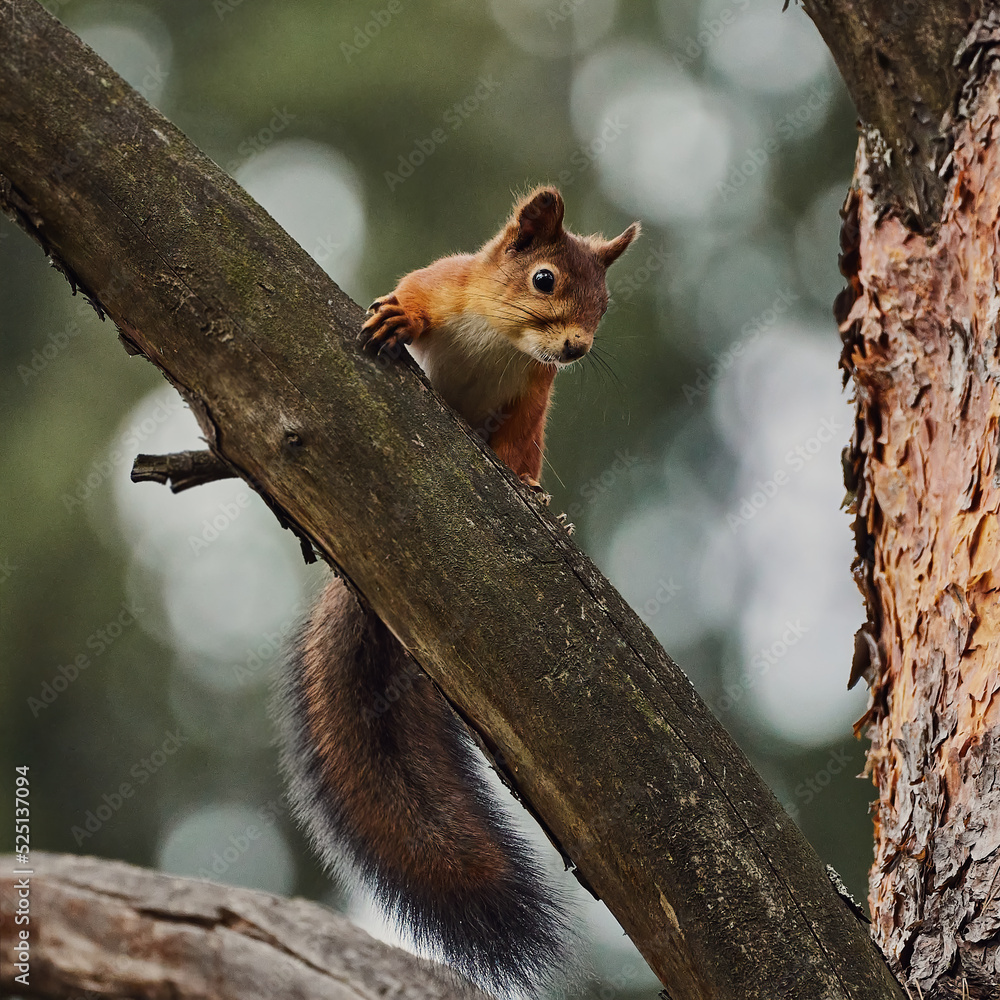Portrait of a small red forest squirrel on a tree branch. Portrait of a small red forest squirrel on a tree branch.