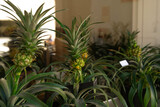 Close-up of Fresh pineapple plants stand in a farmer's market.