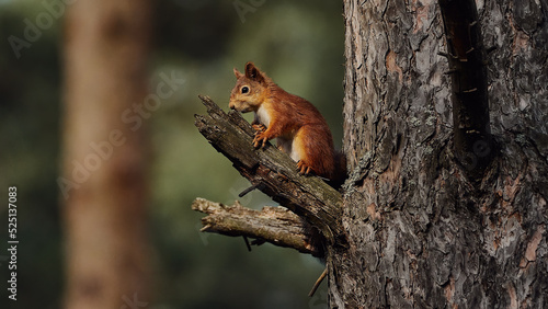 Portrait of a small red forest squirrel on a tree branch. © Dmitry