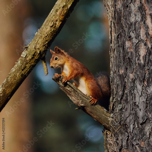 Portrait of a small red forest squirrel on a tree branch. © Dmitry