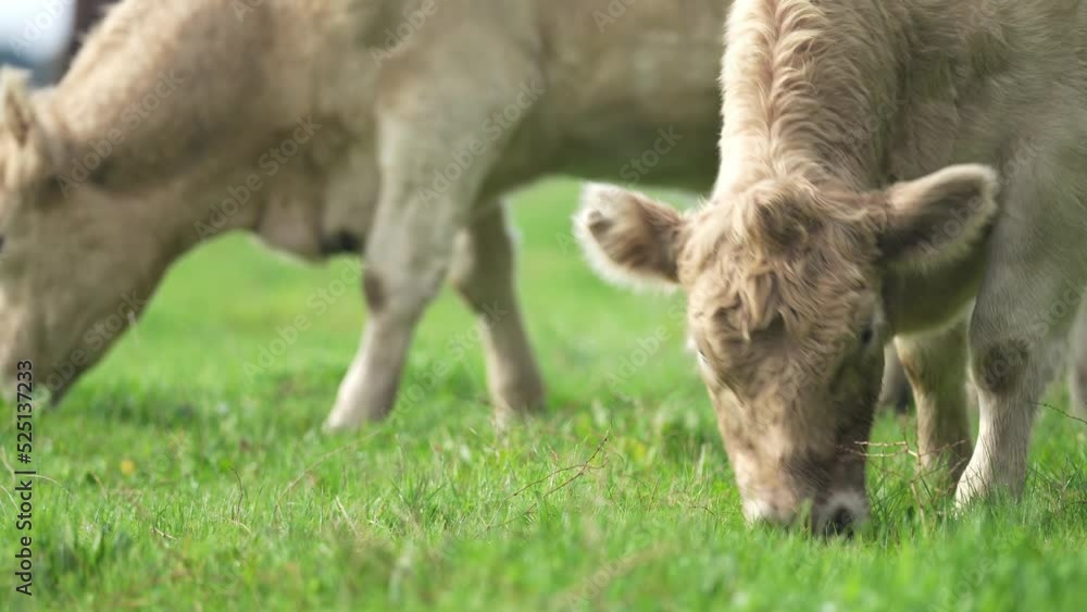 Wagyu, Angus, Speckle park and Murray grey, cows and cattle grazing on lush grass fed, pasture. Cow in a field
Wagyu, Angus, Speckle park and Murray grey, cows and cattle grazing on lush grass fed, pasture. Cow in a field