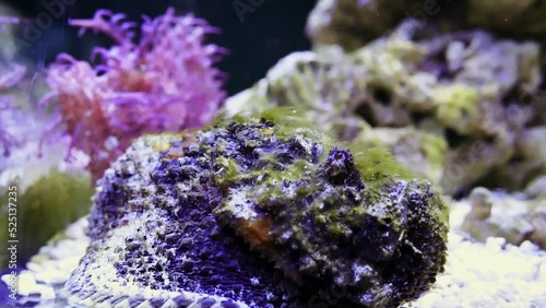 Reef stonefish (Synanceia verrucosa) photo