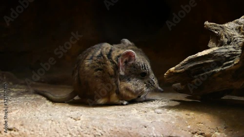 Round-eared elephant shrew (Macroscelides proboscideus) resting photo