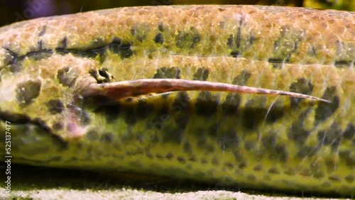 West African lungfish (Protopterus annectens) body photo