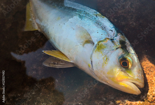 seriolia dumerili or amberjack  photo