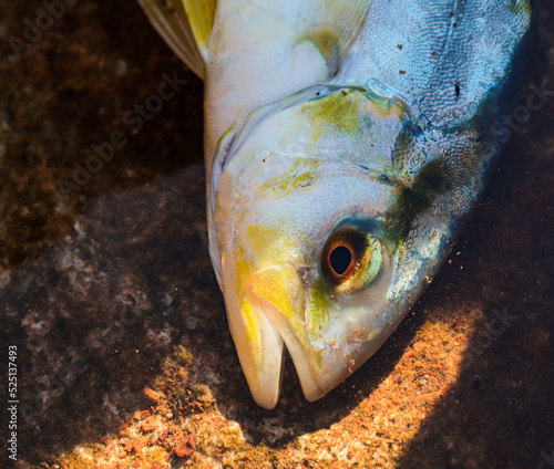 seriolia dumerili or amberjack  photo