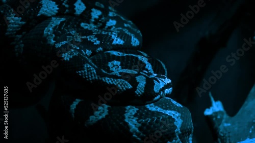 Carpet python (Morelia spilota) on a branch at night photo