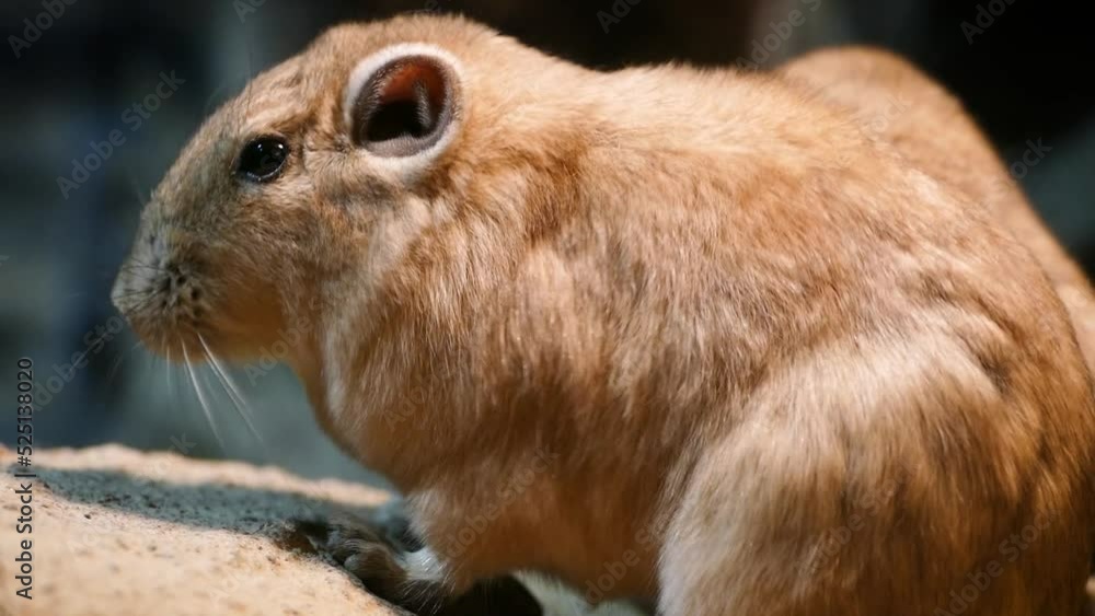 Common gundi (Ctenodactylus gundi), close-up