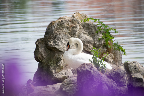swan on rock 