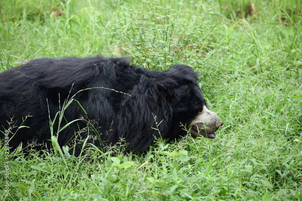 Indian bear is taking rest on grass field Indian bear is taking rest on grass field