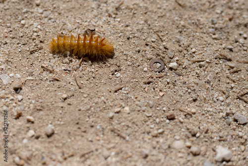 hairy worm walking in the sand photo