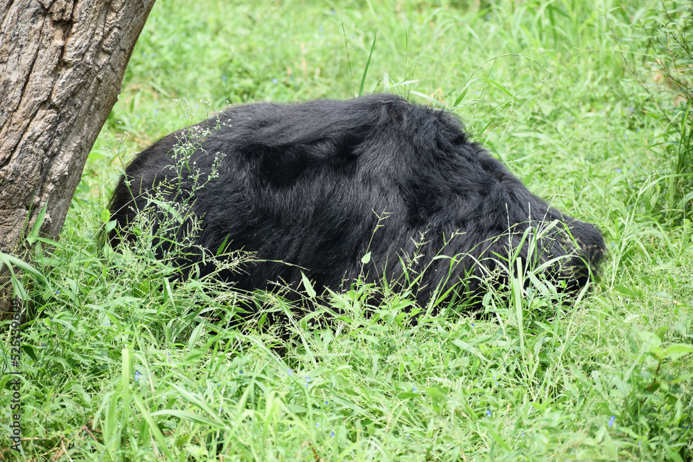 Indian bear is taking rest on grass field Indian bear is taking rest on grass field