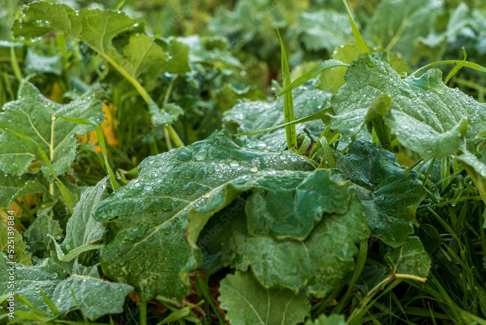 Sugar beet leaves in the morning dew Sugar beet leaves in the morning dew