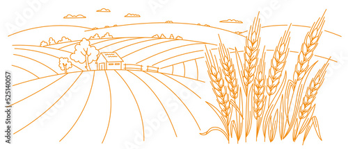 Organic field farm. Ranch barn. Cereal agriculture wrapper. Spikelets of wheat. Vector line. Editable outline stroke thickness.